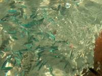 bora bora snorkeling 12 